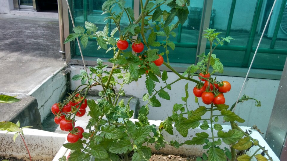 토마토를 수확했습니다. 관련사진